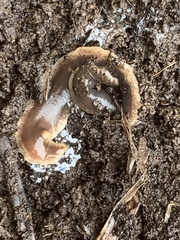 Arthurdendyus triangulatus