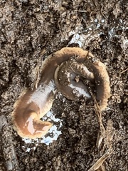 Arthurdendyus triangulatus