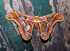 Rothschildia arethusa