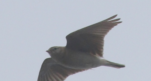 Greater Short-toed Lark (Calandrella brachydactyla), photo 10