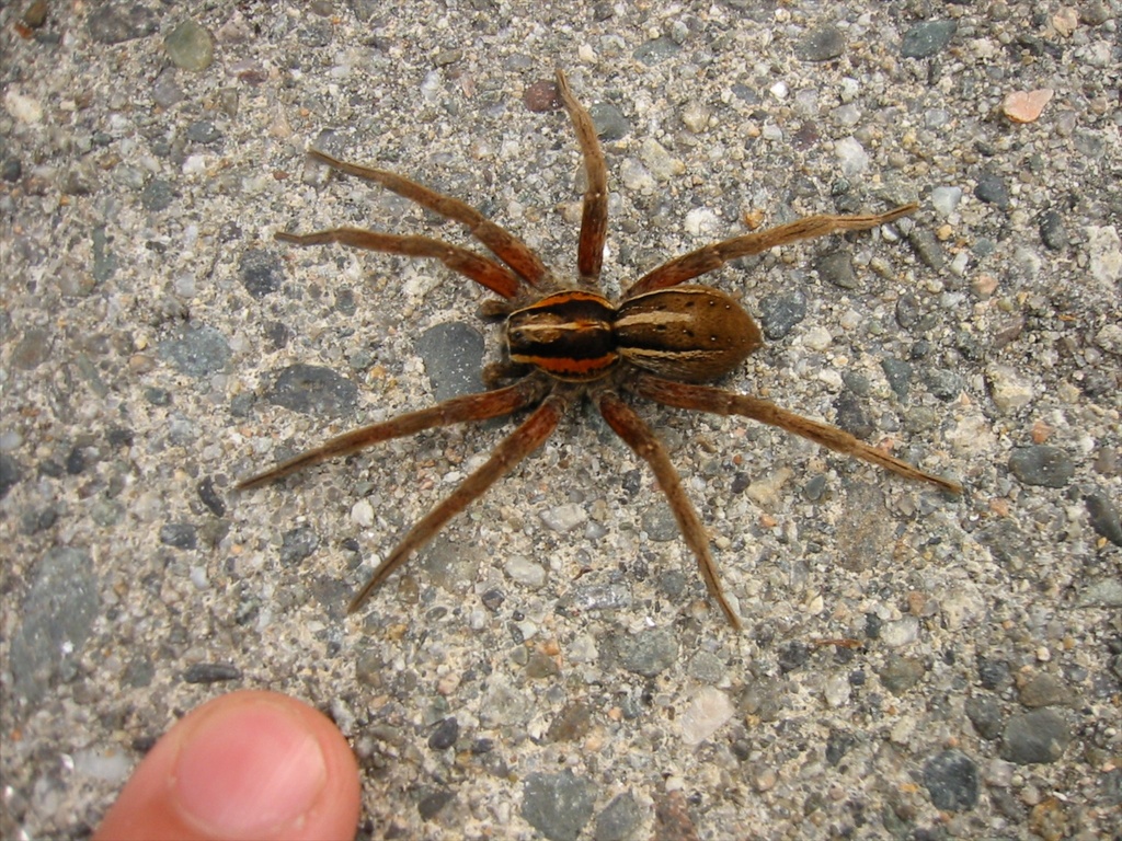 File:Dolomedes minor-Nursery Web Spider (NZAC06001334).jpg