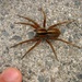 Dolomedes minor - Photo (c) Jon Sullivan, algunos derechos reservados (CC BY)