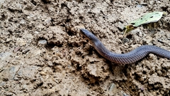 Stenorrhina degenhardtii
