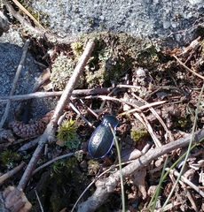 Carabus serratus