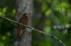 Galbula cyanicollis