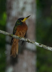 Galbula cyanicollis