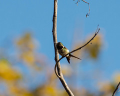 Calliphlox amethystina