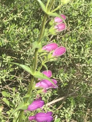 Penstemon campanulatus