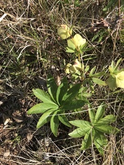 Helleborus odorus