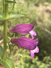 Penstemon campanulatus