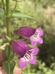 Penstemon campanulatus