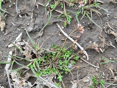 Hornungia procumbens