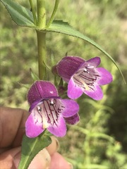 Penstemon campanulatus