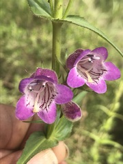 Penstemon campanulatus
