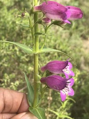 Penstemon campanulatus