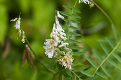 Vicia pulchella