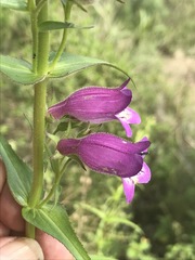 Penstemon campanulatus