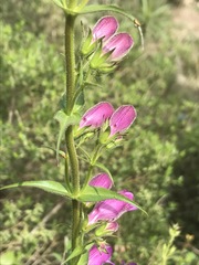 Penstemon campanulatus