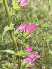 Penstemon campanulatus
