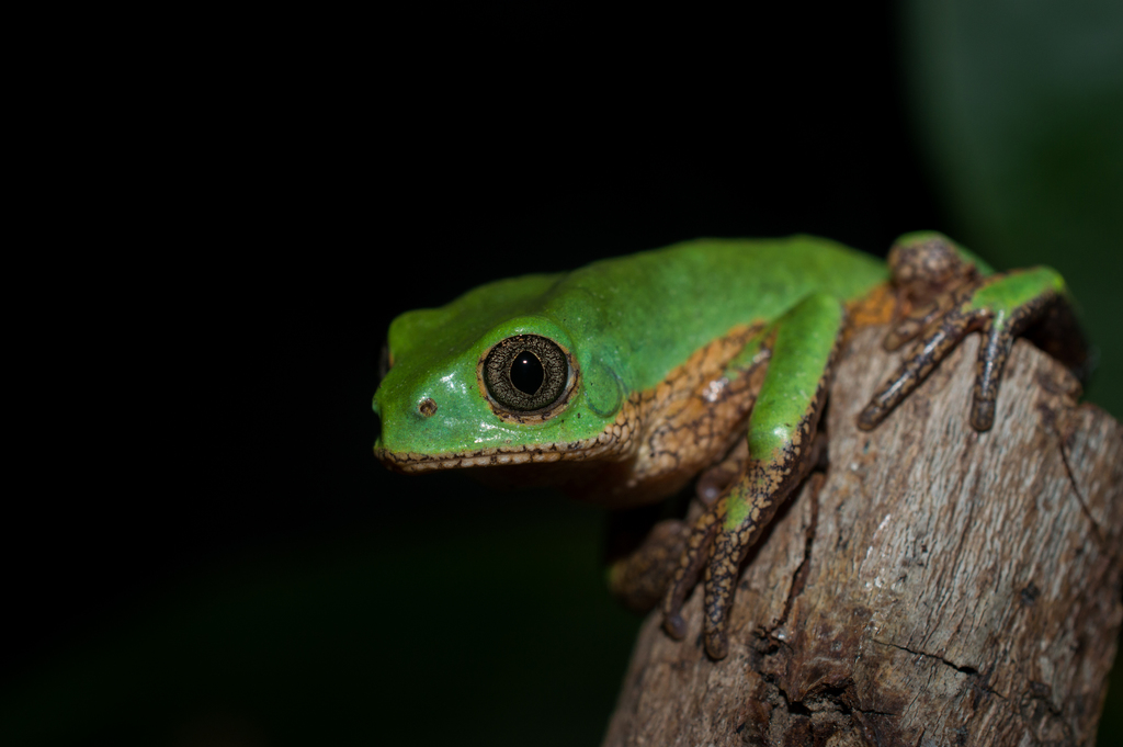 Reticulate Leaf Frog