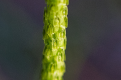 Malaxis macrostachya