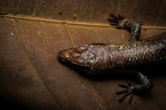 Notomabuya frenata