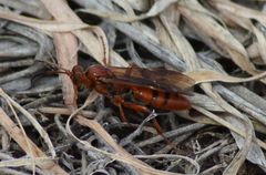 Spilichneumon