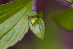 Ageratina rothrockii
