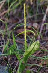 Malaxis macrostachya