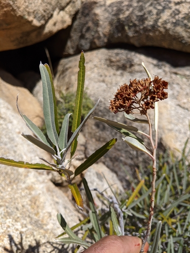 Vauquelinia californica ssp. sonorensis