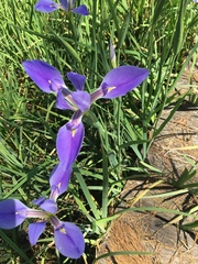 Iris giganticaerulea