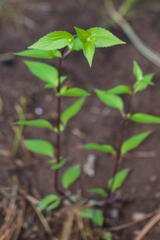 Ageratina rothrockii