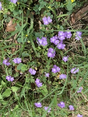 Phacelia glabra