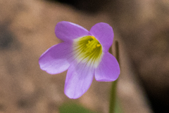 Ionoxalis