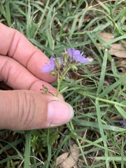 Phacelia glabra