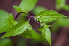 Ageratina rothrockii