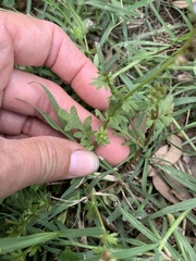 Phacelia glabra