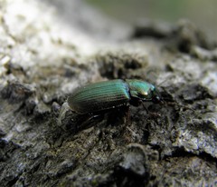 Harpalus