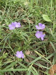 Phacelia glabra