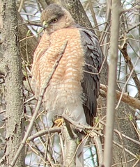 Accipiter cooperii