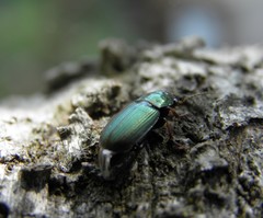 Harpalus
