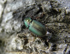 Harpalus