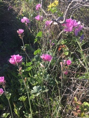 Sidalcea diploscypha