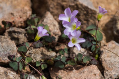 Ionoxalis