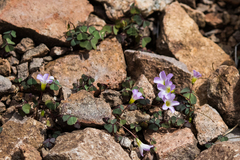 Ionoxalis
