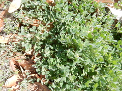 Medicago minima