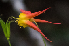 Aquilegia desertorum