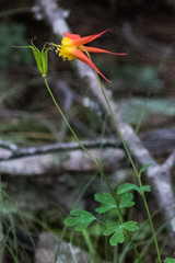 Aquilegia desertorum