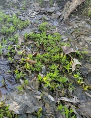 Gratiola neglecta