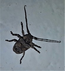 Dichostates compactus compactus